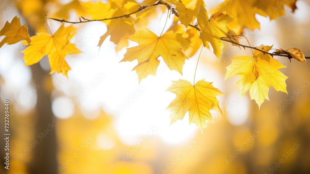 Autumn leaves against a bright background Autumn leaves against a bright background