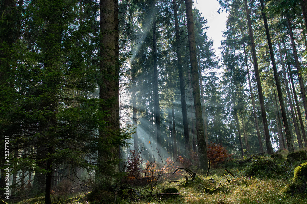 Obraz premium Braunlage, Harz, Wanderung