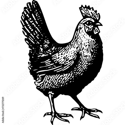 Rooster Engraving