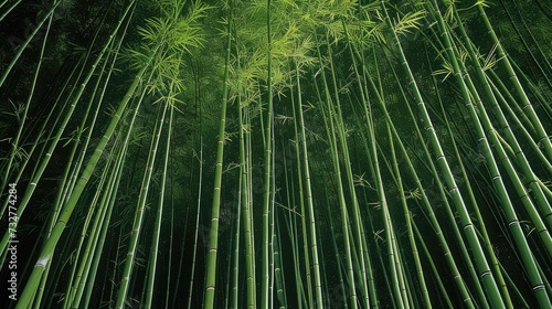Lush green bamboo grove. Generative AI.