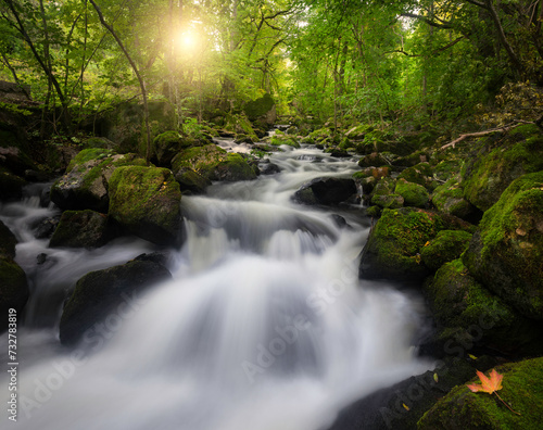 Fototapeta Naklejka Na Ścianę i Meble -  Water stream in the forest