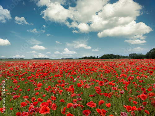 Poppy field in Sweden