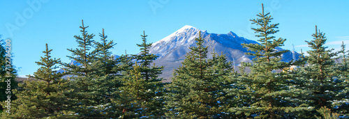 Snowy mountains with pine trees