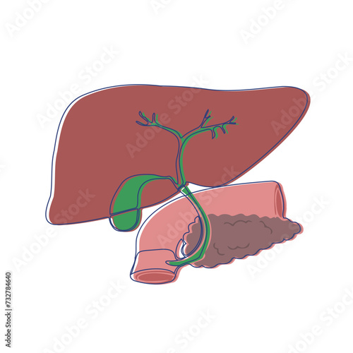 Drawing of the liver with the pancreas and duodenum. Minimalistic sticker. Medical design. Vector illustration.