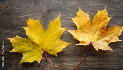 two yellow autumn maple leaf