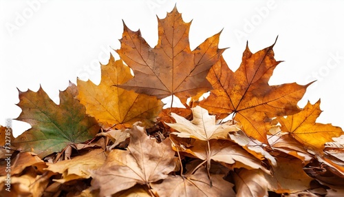 maple fallen leaves heap isolated transparent png autumn season dry brown foliage