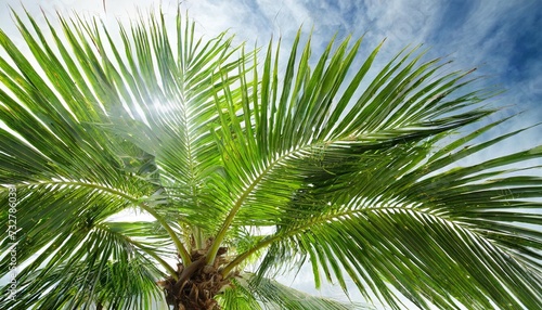 green palm tree isolated on white