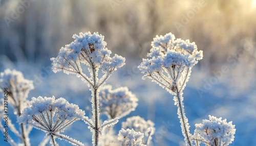 beautiful winter background with a plants covered with hoarfrost © Alexander