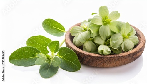 brahmi herb isolated photo