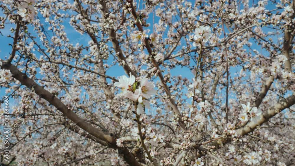 Soft white flower petals blooming on the almond or apple tree branches. Spring harvest season at organic fruit farm in Europe. Sustainable tree farming. Blossom tree against clear blue sky. Soft white flower petals blooming on the almond or apple tree branches. Spring harvest season at organic fruit farm in Europe. Sustainable tree farming. Blossom tree against clear blue sky.