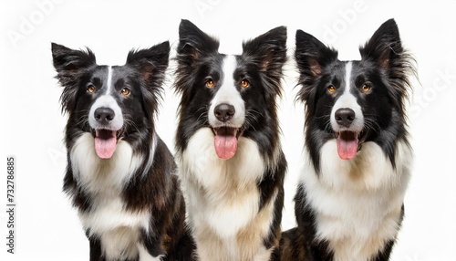 collection of happy border collie dogs portrait sitting standing isolated on white background as transparent png