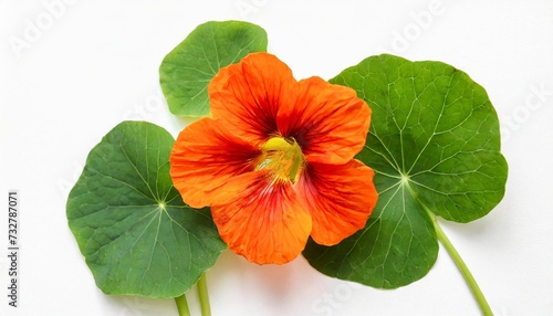 beautiful studio shot of orange colored nasturtium flower bud and green leaf isolated on white background closeup top view copy space