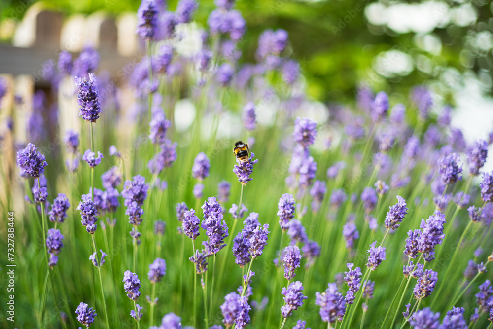 Bumblebee enjoying lavender flowers. Shallow focus with a picket fence in the background. Bumblebee enjoying lavender flowers. Shallow focus with a picket fence in the background.