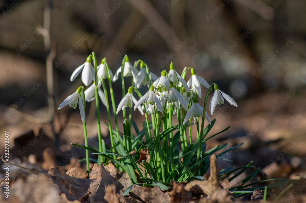 Galanthus nivalis flowering plants, bright white common snowdrop in bloom in sunlight daylight Galanthus nivalis flowering plants, bright white common snowdrop in bloom in sunlight daylight