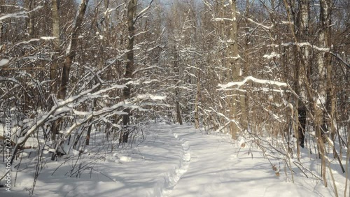 Wallpaper Mural A view from a height of human height on a snowy path in the forest. Walking through the winter forest on a frosty sunny day. Winter-themed video background. High quality 4k footage Torontodigital.ca