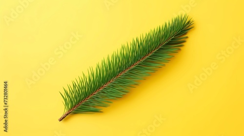 seamless background with coniferous branches pattern, coniferous, fir, 
