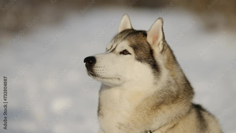 Siberian Husky in nature. Portrait of a husky against the backdrop of a winter landscape. Siberian Husky in nature. Portrait of a husky against the backdrop of a winter landscape.