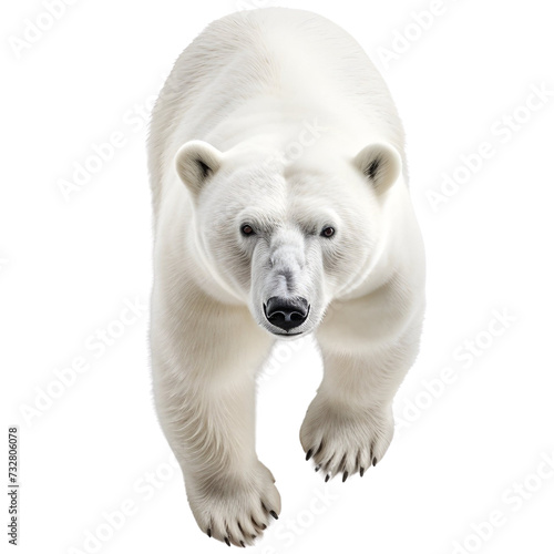 polar bear,3d,top view in arctic Canada,Animal
