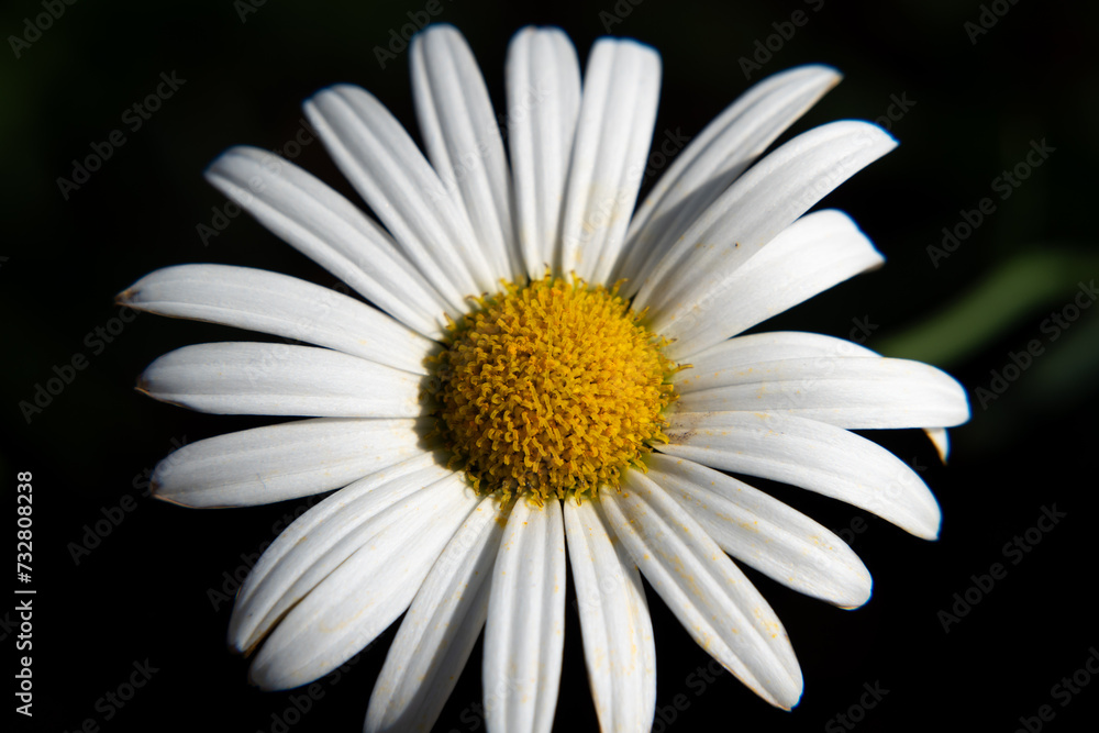 Obraz premium マーガレットの花