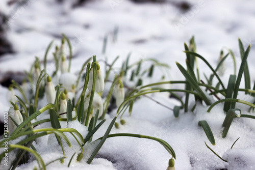 Wallpaper Mural Snowdrops in spring among the snow. Floral background. Awakening of nature Torontodigital.ca