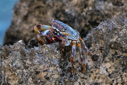 Speckled crab, crawling across rocks, on the shores of the island of Aruba. 
