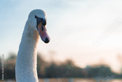 Closeup of a swan with a sharp eye and contrasting black beak, set against a softfocus backdrop of a natural setting in London, UK, bathed in a warm, natural glow. photo