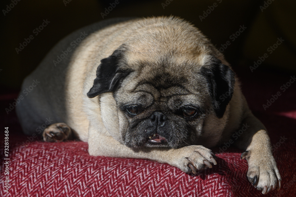 old pug lying on the sofa, a ray of sunshine 11