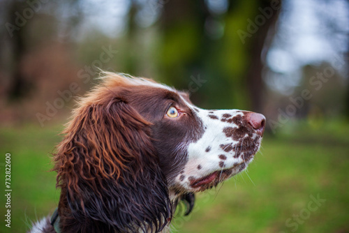 Obraz na płótnie english springer spaniel