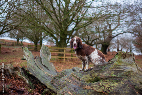 Dog in the woods