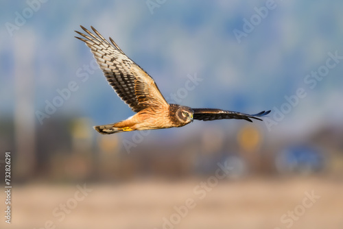 Northern Harrier hunting over winter field with wings extended with wild bird viewed in closeup © IanDewarPhotography
