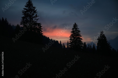 Silhouette of coniferous fo...