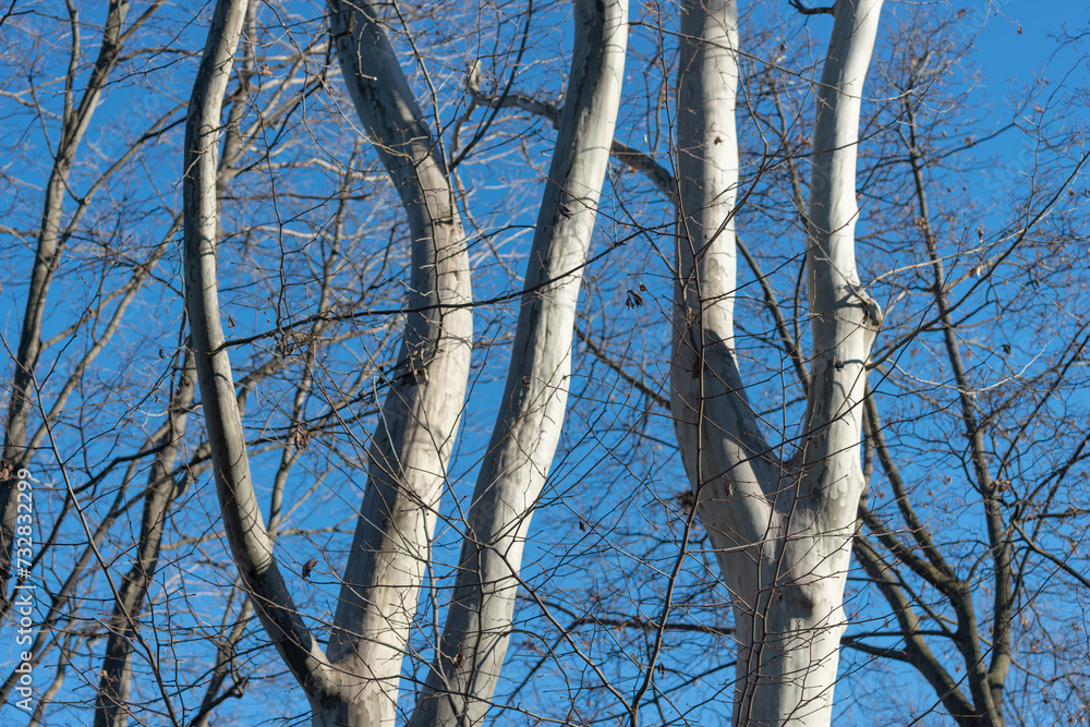 Platanus × acerifolia tree limbs with bright highlights on a clear winter blue sky Platanus × acerifolia tree limbs with bright highlights on a clear winter blue sky