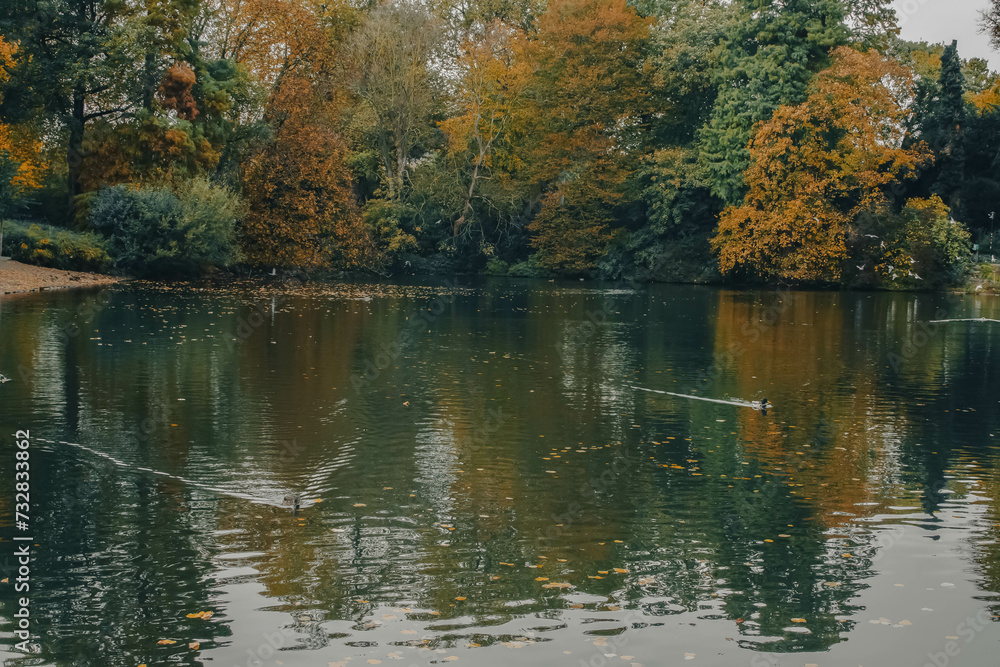 Fototapeta premium autumn in the park