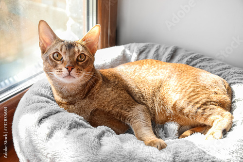 Fototapeta Naklejka Na Ścianę i Meble -  Abyssinian cat lying on pet bed near window at home