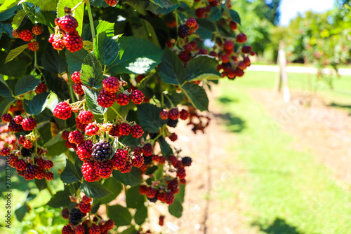 Unripe blackberries on vine at a Berry picking farm, Rail Trail, Bright, Victoria, Australia