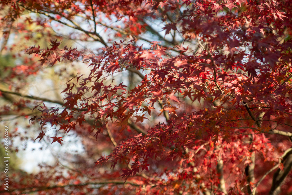Maple leave during autumn season. natural landscape background