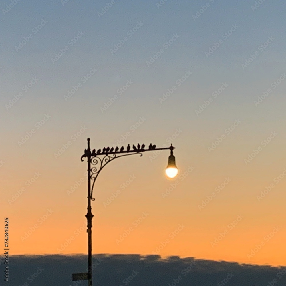 birds on the light post during the sunset birds on the light post during the sunset