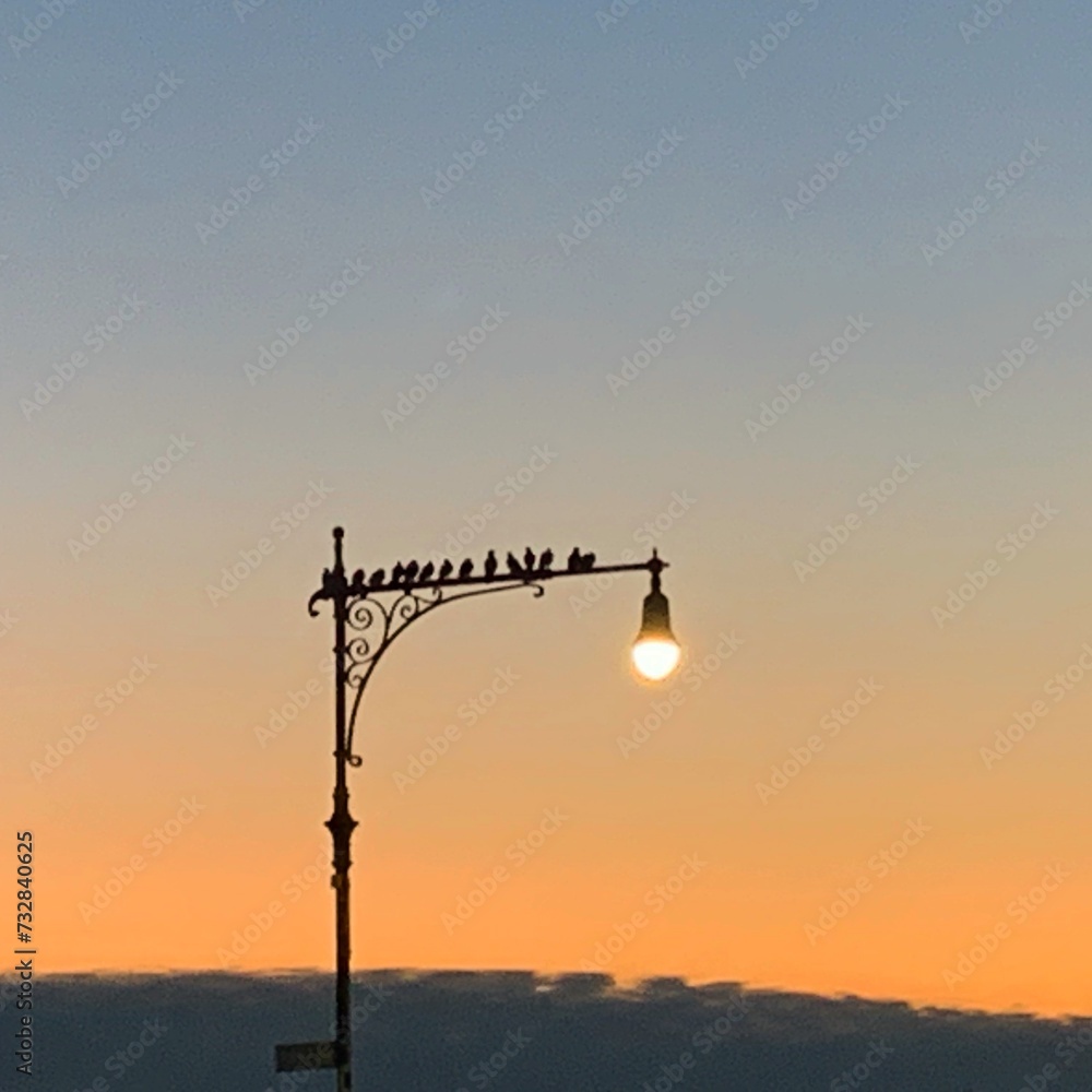 birds on the light post during the sunset