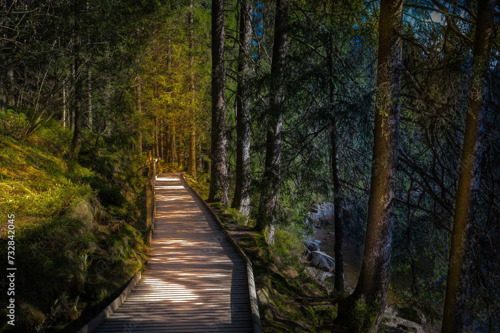 Weg im Wald Weg im Wald