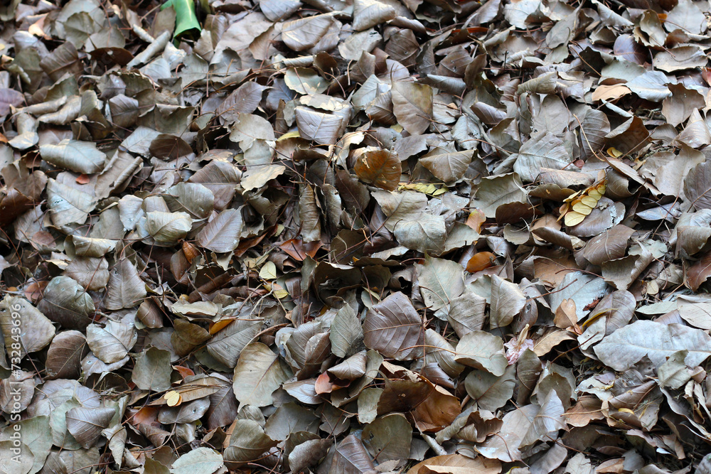 Fallen leaves for made into compost Fallen leaves for made into compost