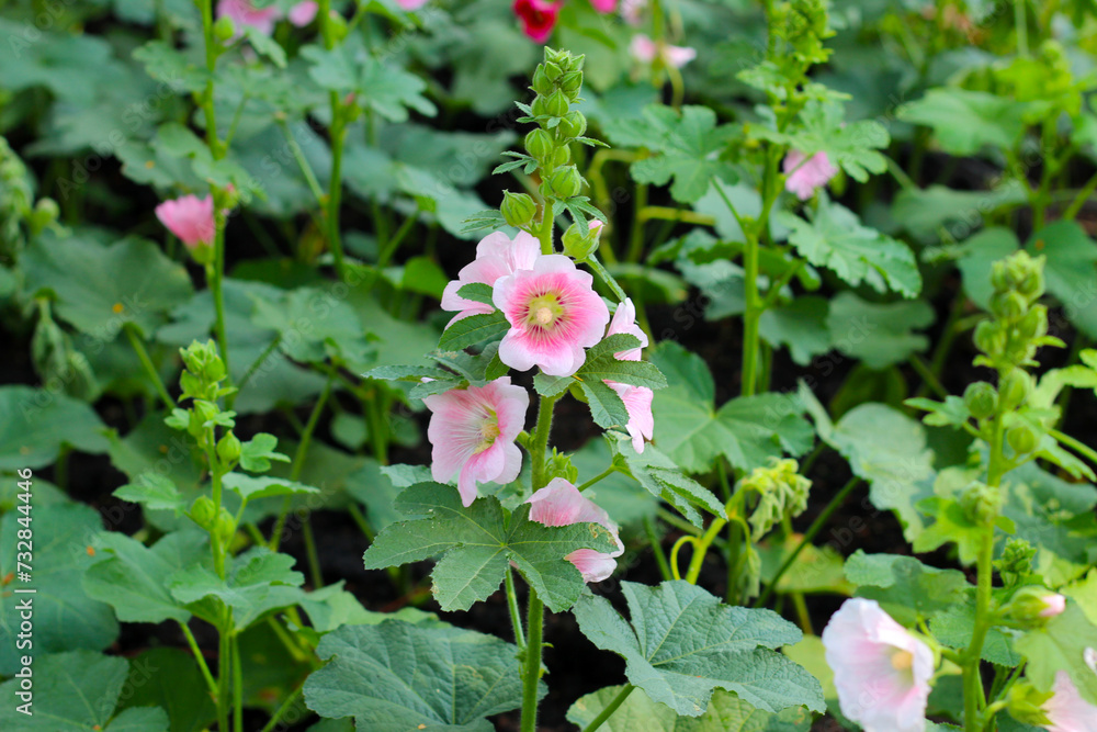 Hollyhock flower blooming in the park Hollyhock flower blooming in the park