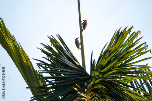 A pair of Hoffmann's Woodpeckers in Costa Rica photo