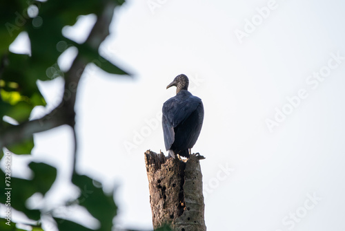 A Black Vulture in Costa Rica photo