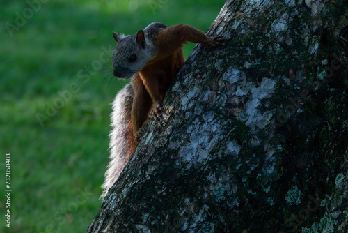 A variegated squirrel in Costa Rica photo
