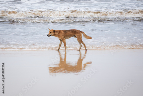 Dingo on the beach