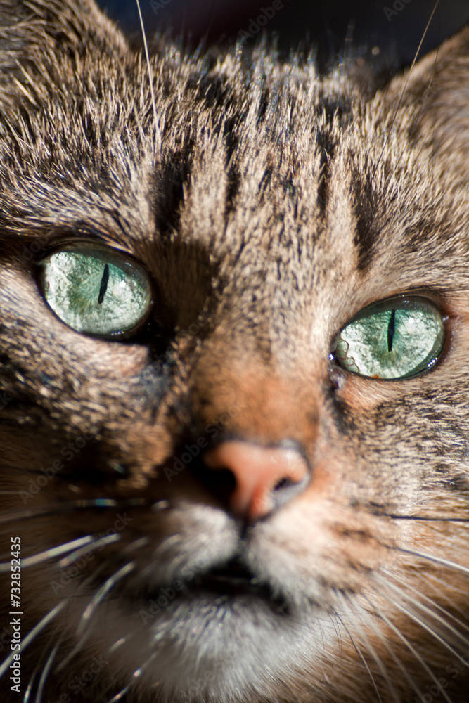 Fokus auf grünen Katzen Augen