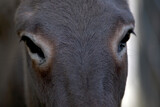 Esel Portrait. Close Up auf Augen	