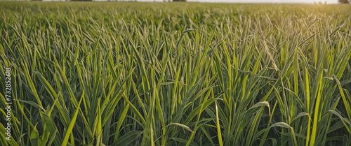 "Vibrant green grass on a summer field under the sunset sky, grown naturally in a scenic agricultural landscape"