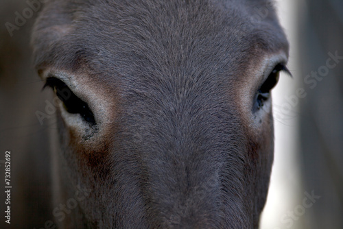 Esel Portrait. Close Up auf Augen	