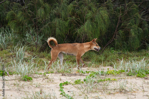 Dingo on the beach © LightItUp
